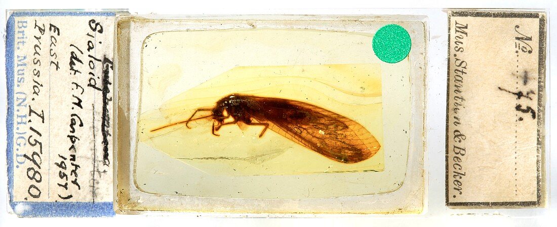 Prehistoric insect in amber