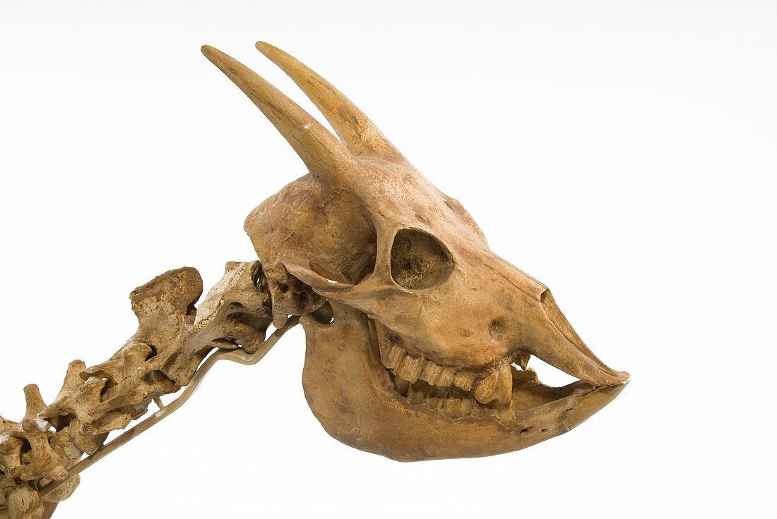 Myotragus antelope skull
