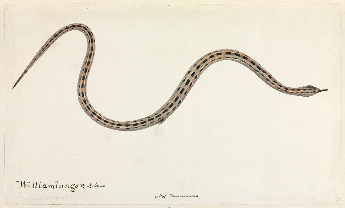 Snake,19th century artwork