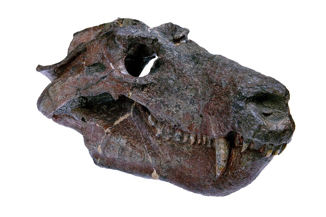 Cynognathus synapsid skull fossil