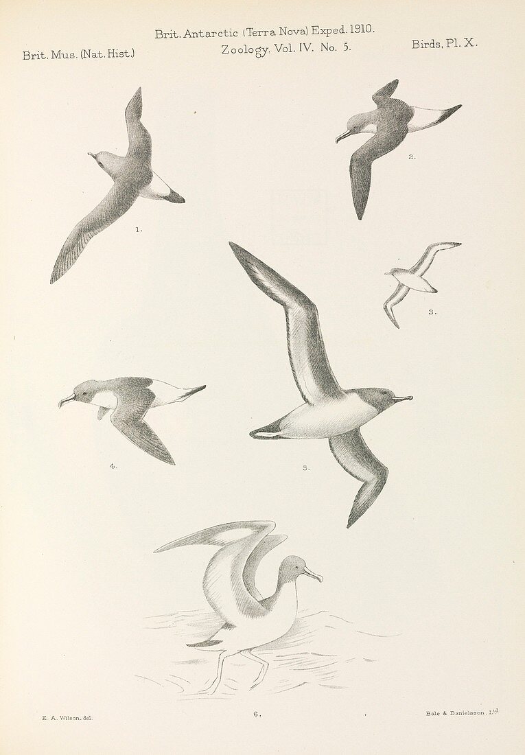 Terra Nova birds report,artwork