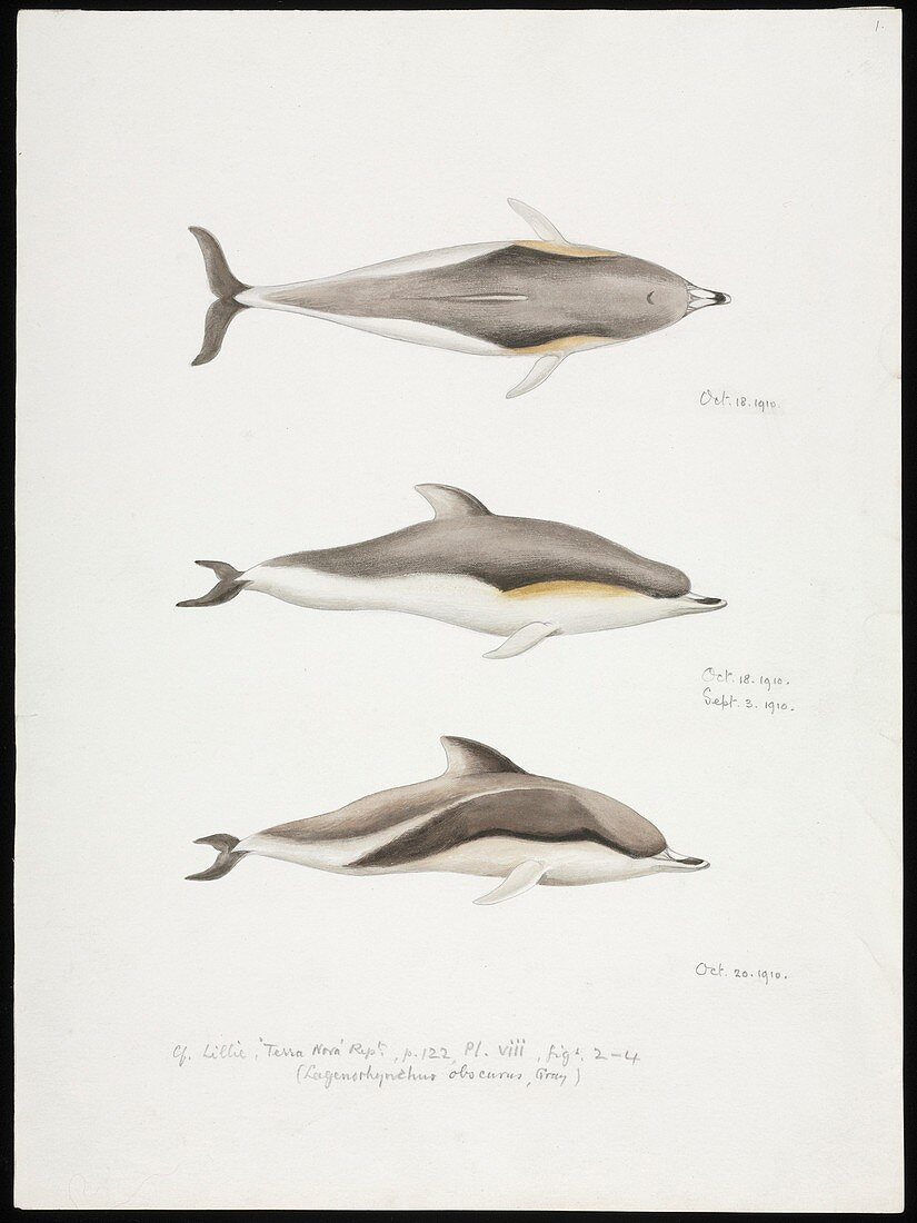 Dolphins,artwork