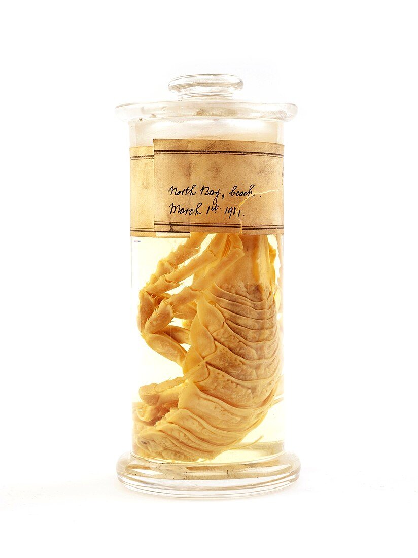 Isopod specimen