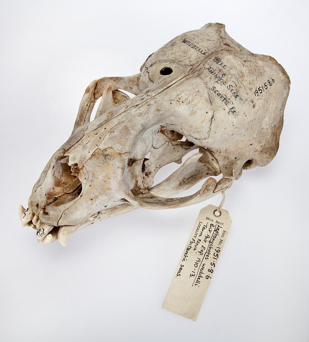Weddell seal skull