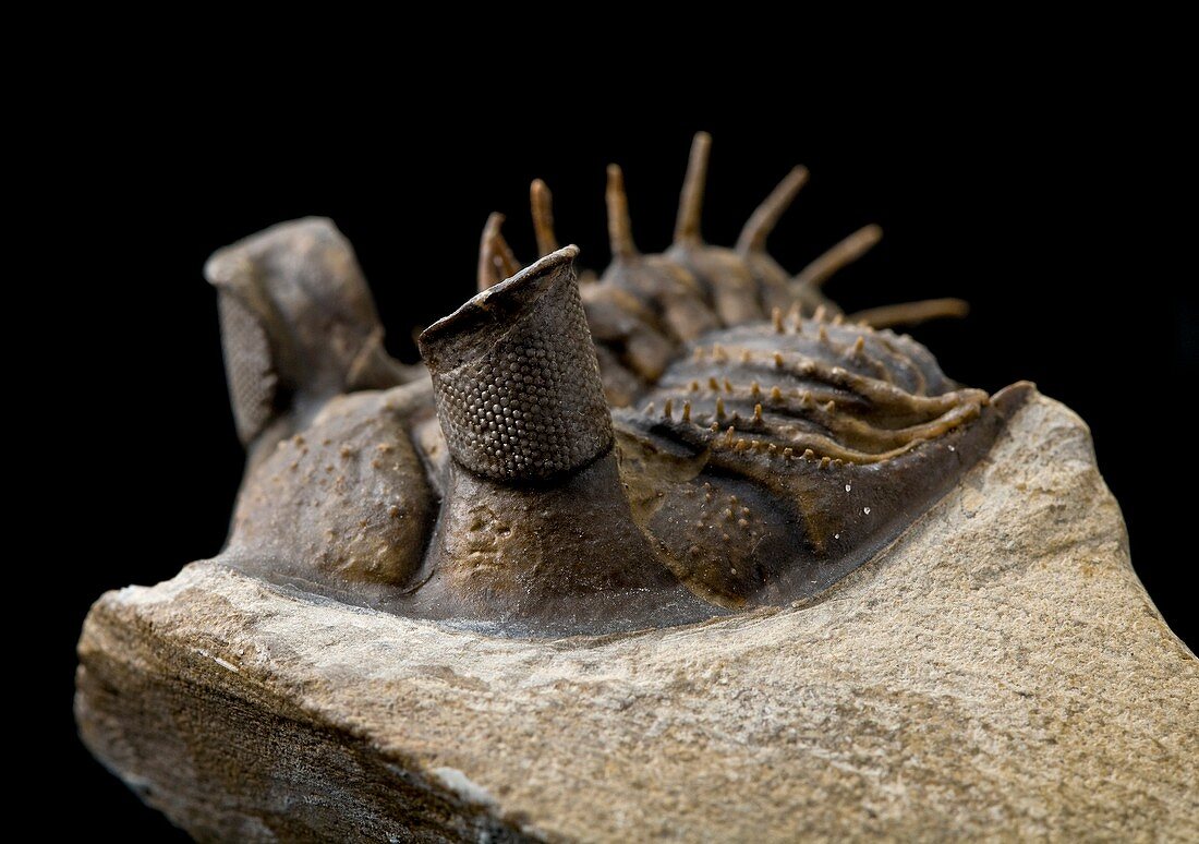 Tower-eye trilobite fossil