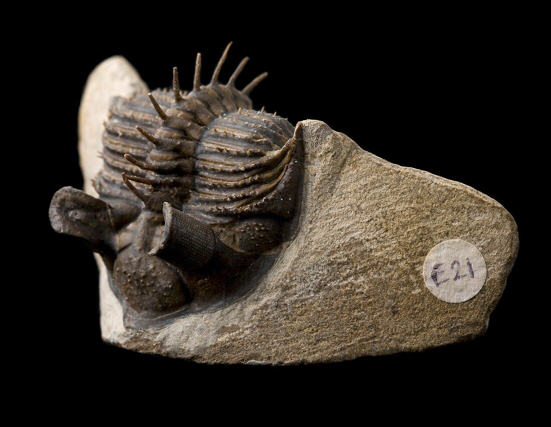 Tower-eye trilobite fossil