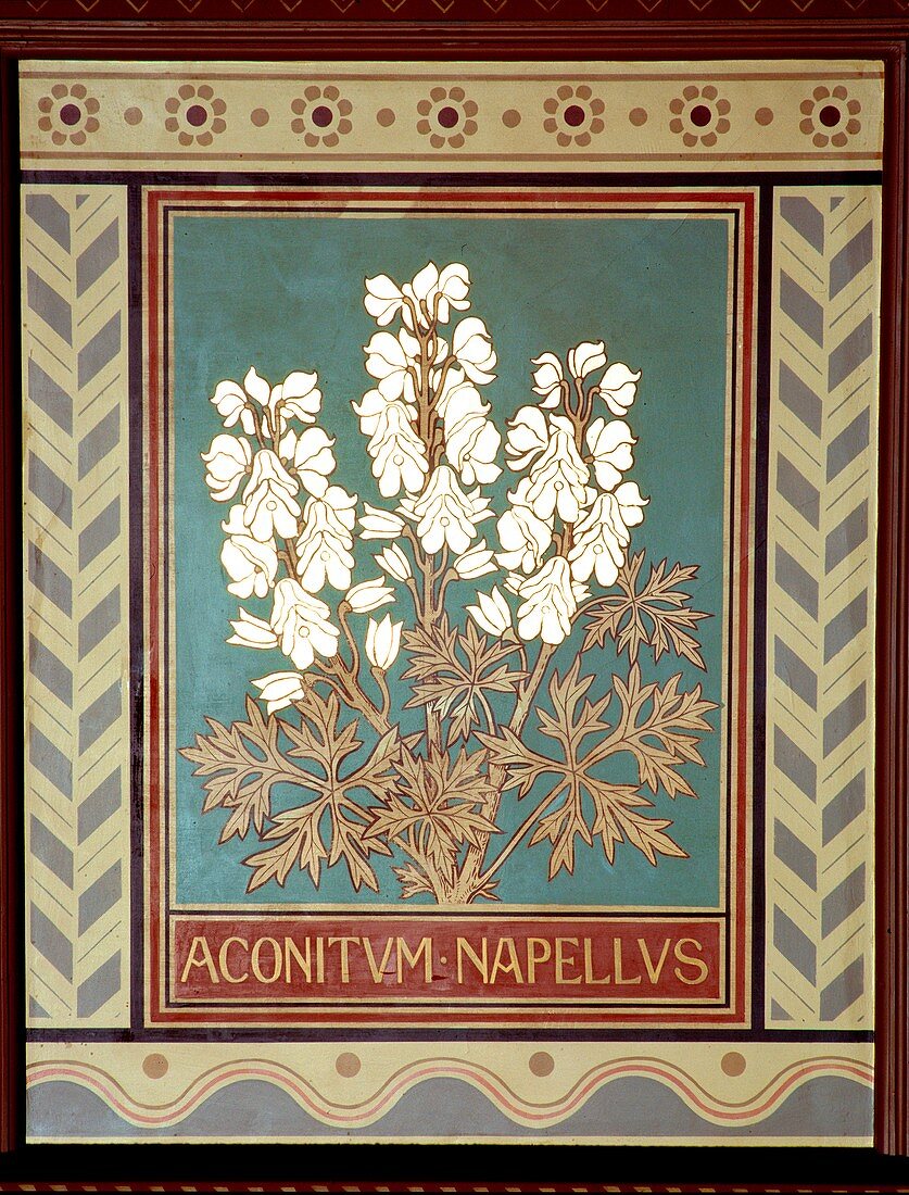 Monkshood (Aconitum napellus)