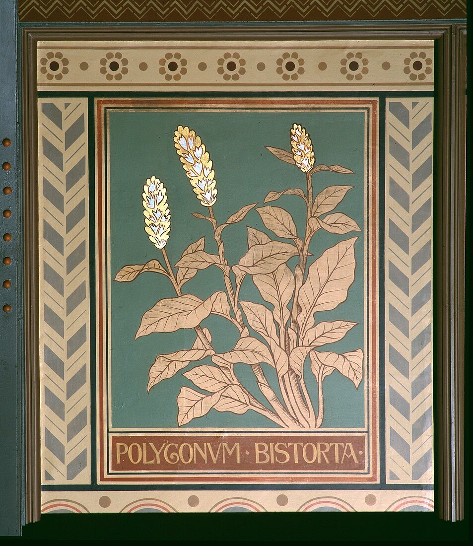 Meadow bistort (Polygonum bistorta)