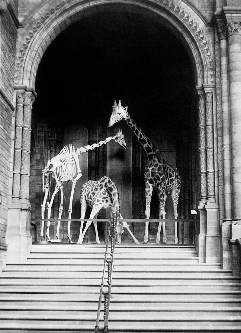 Giraffes,Natural History Museum,London