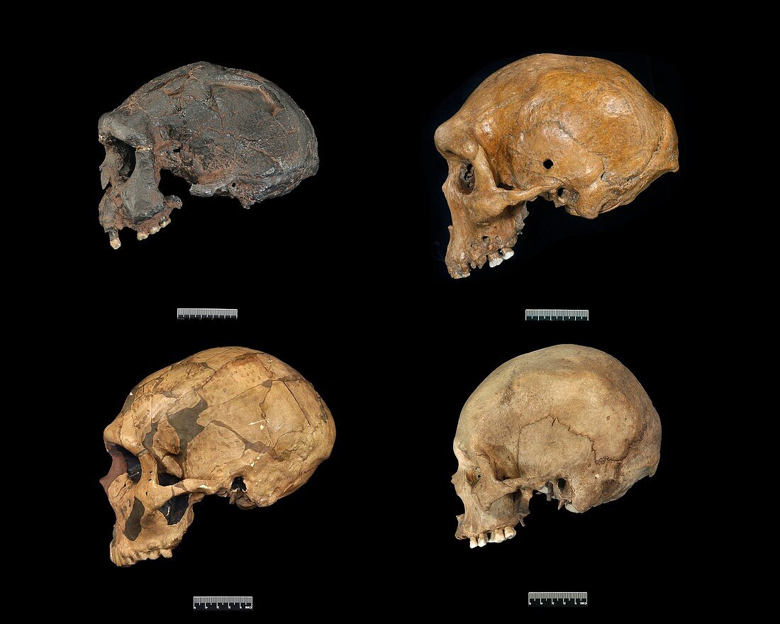 Homo sp. skulls