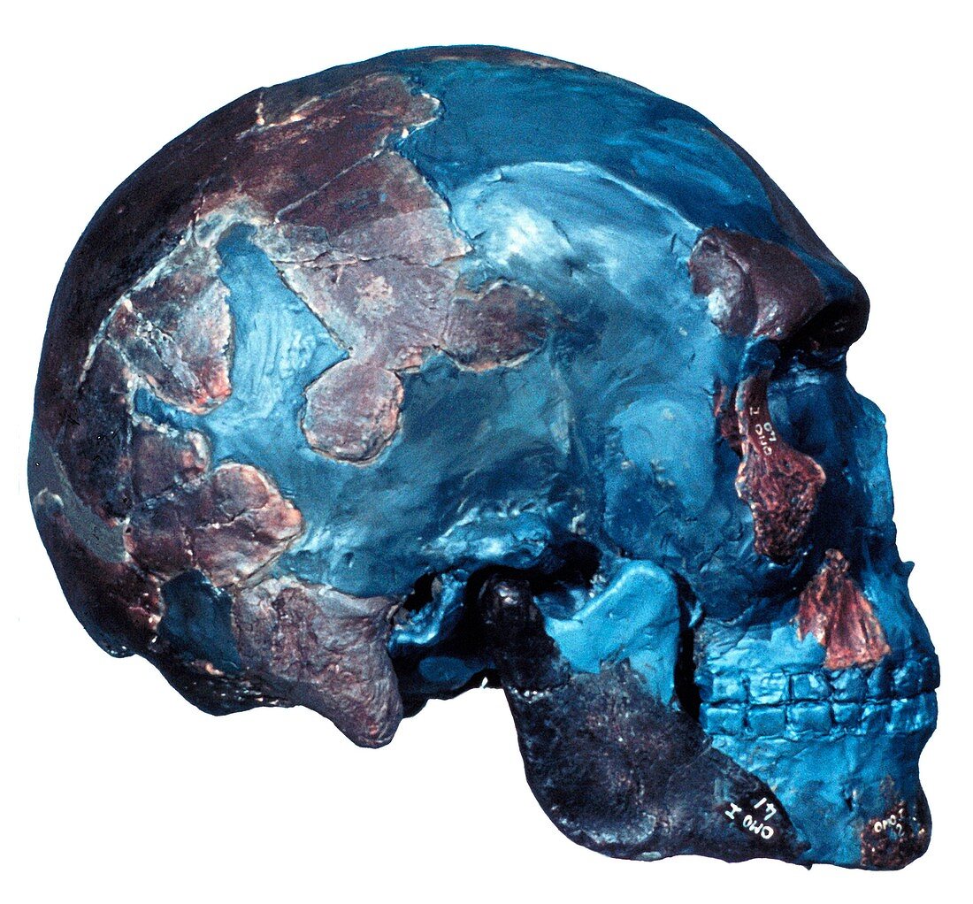 Prehistoric human skull (Omo 1)