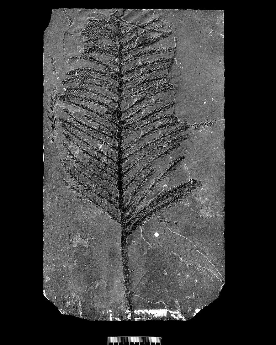 Fossil conifer