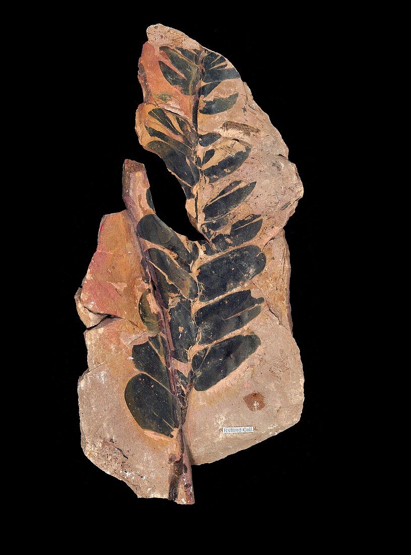 Fossil cycad leaves