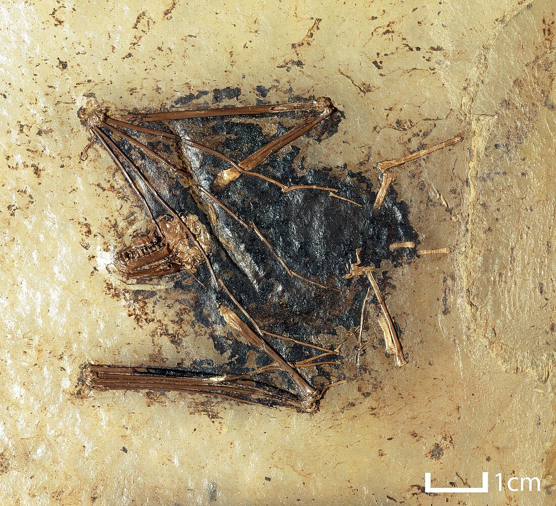 Fossil bat specimen