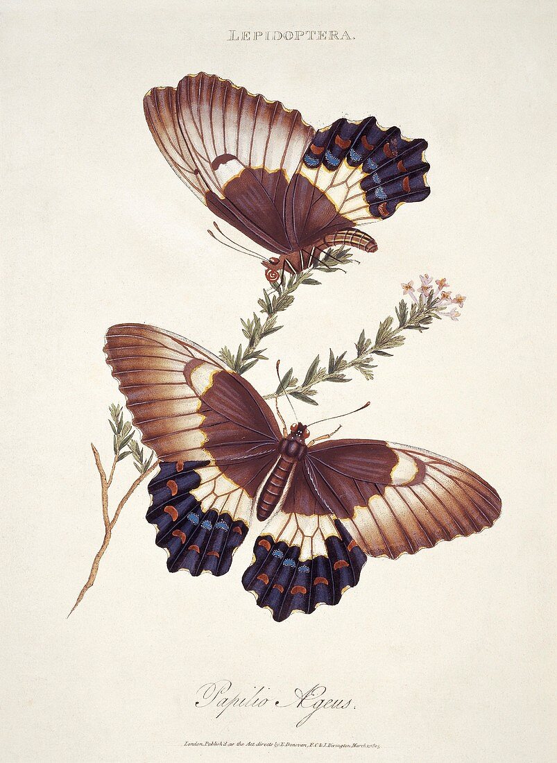 Orchard swallowtail butterflies,artwork