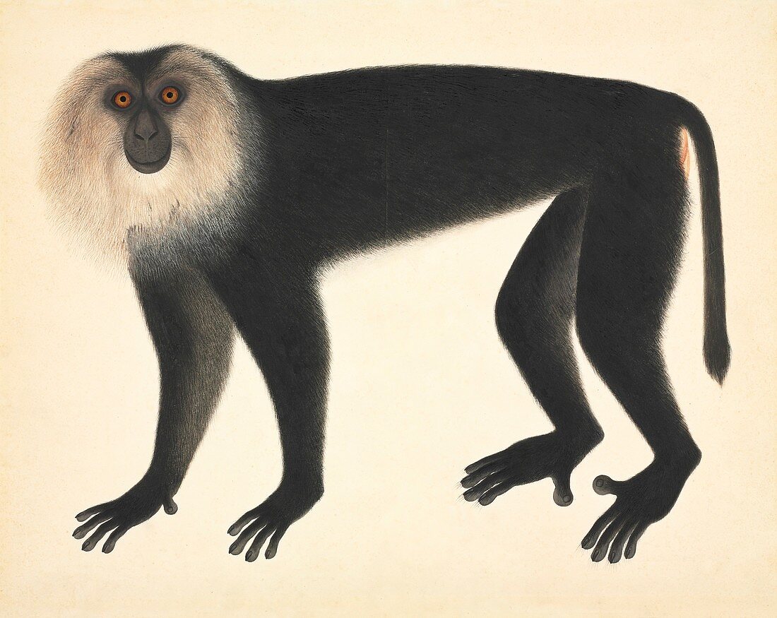 Monkey,artwork