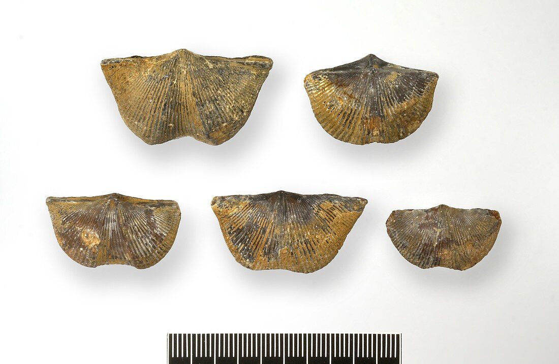 Fossil stone swallow brachiopods