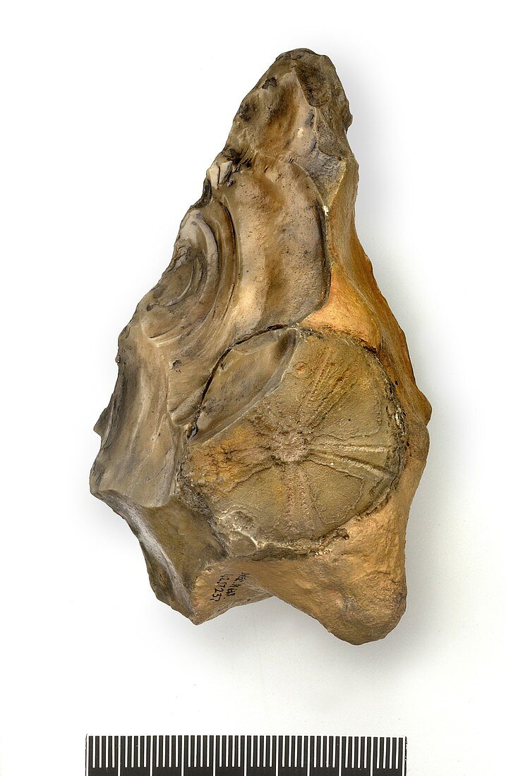 Flint handaxe with fossil echinoid