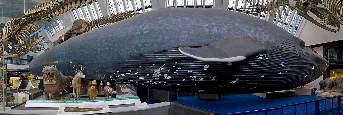 Blue whale model