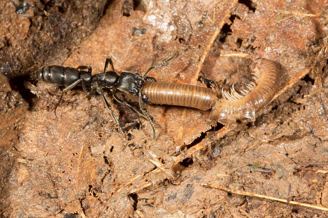 Tropical ant with prey