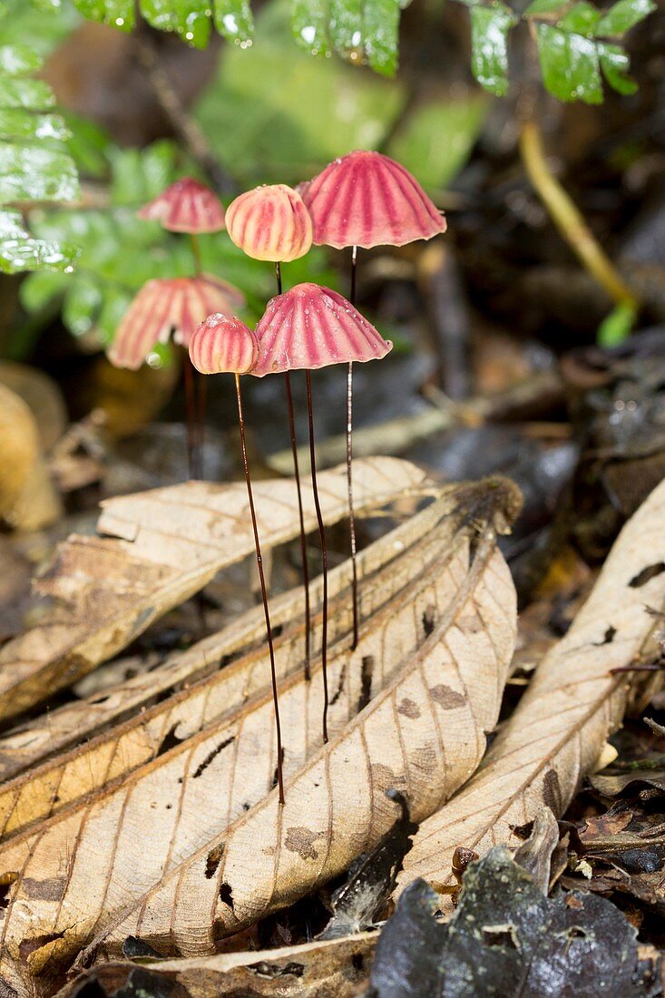 Tropical mushrooms (Marasmius sp.)