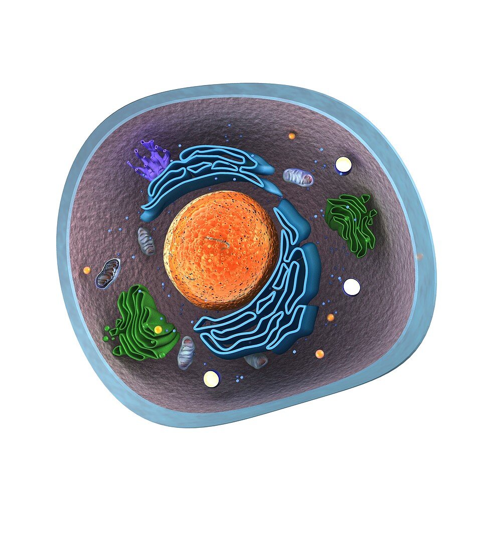 Eukaryote cell,artwork