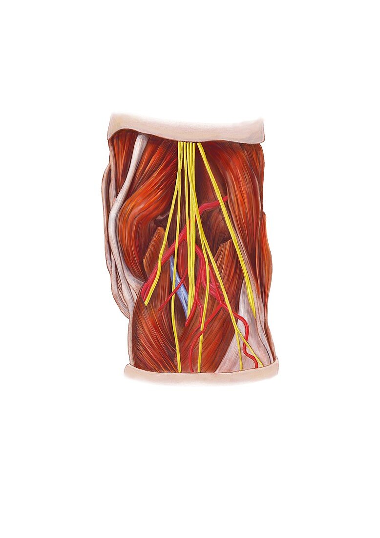 Knee nerve plexus,artwork