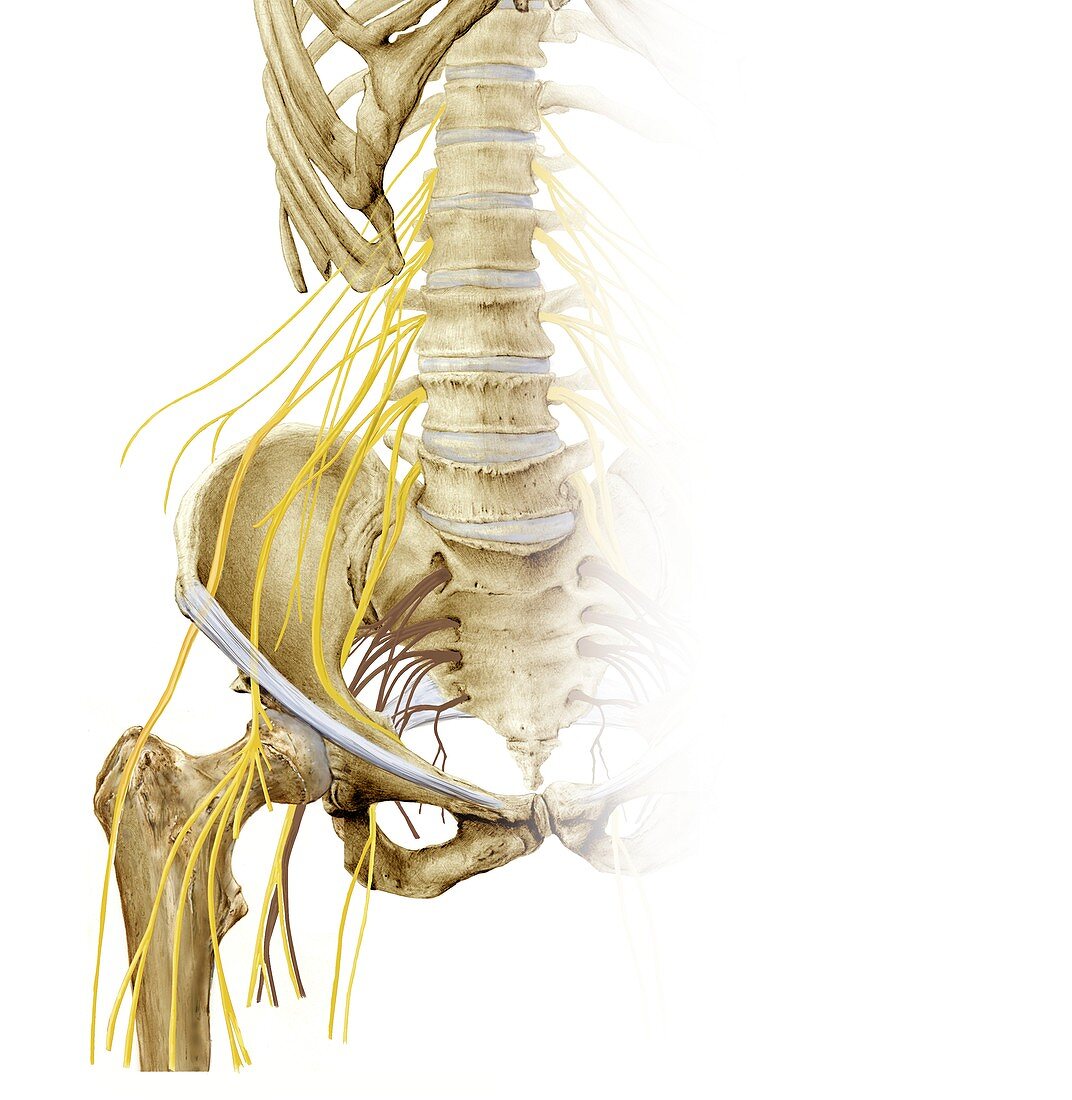 Right hip and nerve plexus,artwork