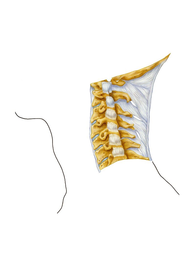 Vertebral joints of the neck,artwork