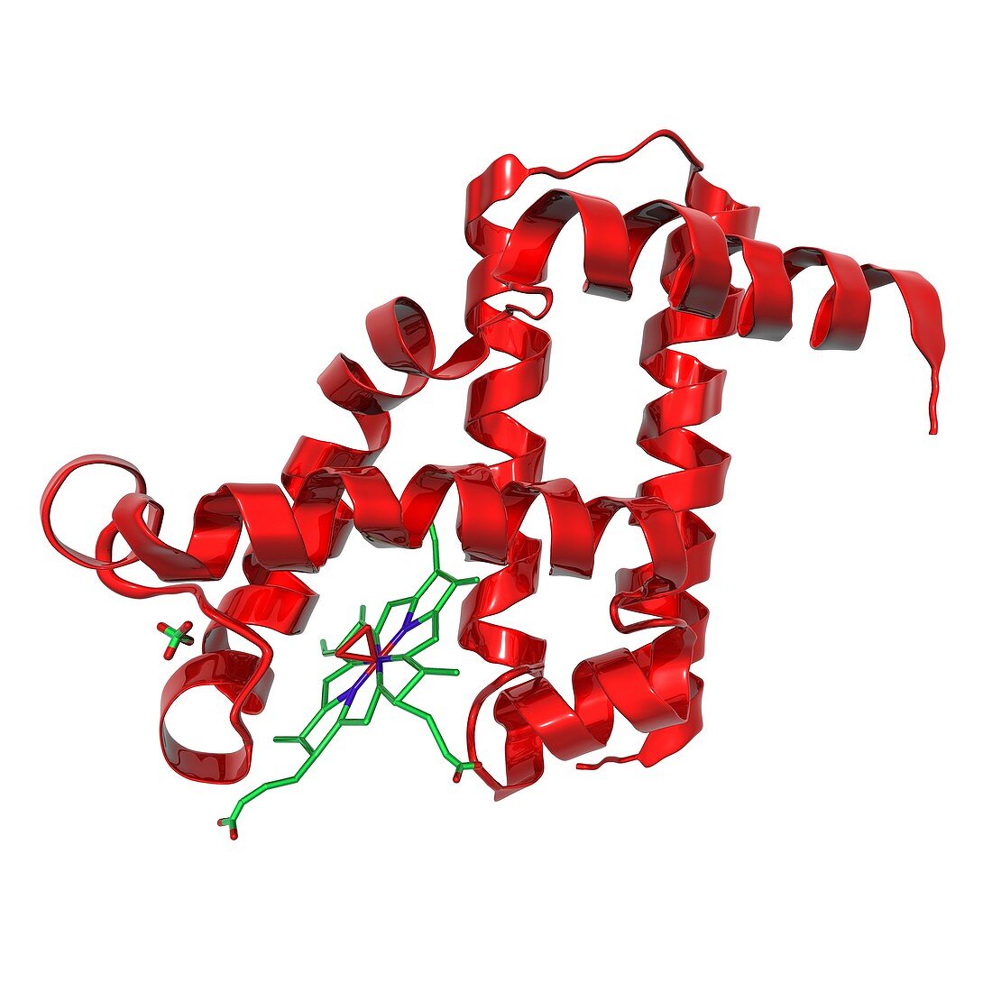 Myoglobin protein,molecular model