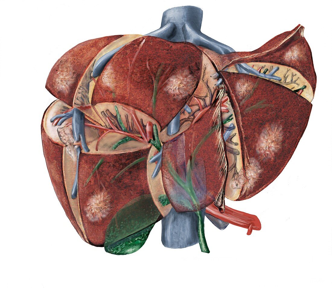 Liver anatomy,artwork