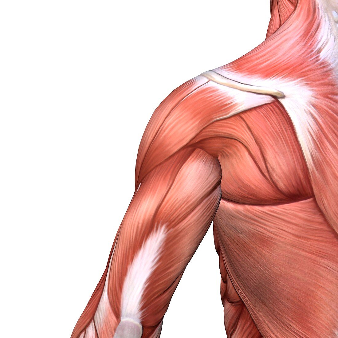 Shoulder and back muscles,artwork