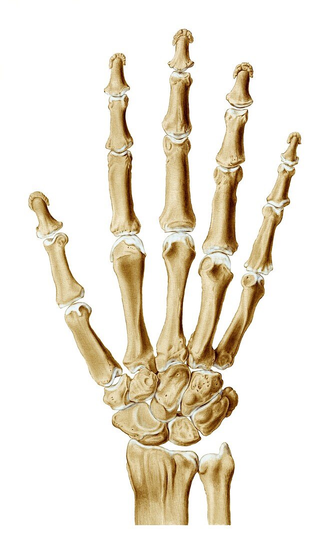 Hand bones and cartilage,artwork