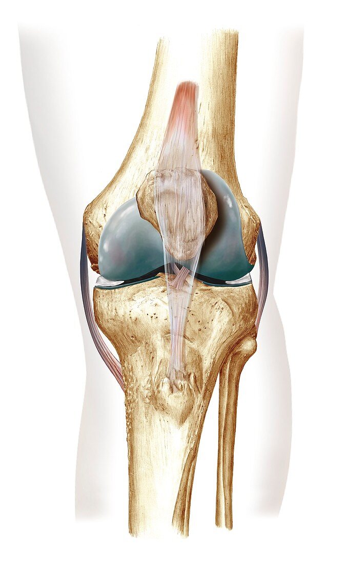 Knee bones and ligaments,artwork