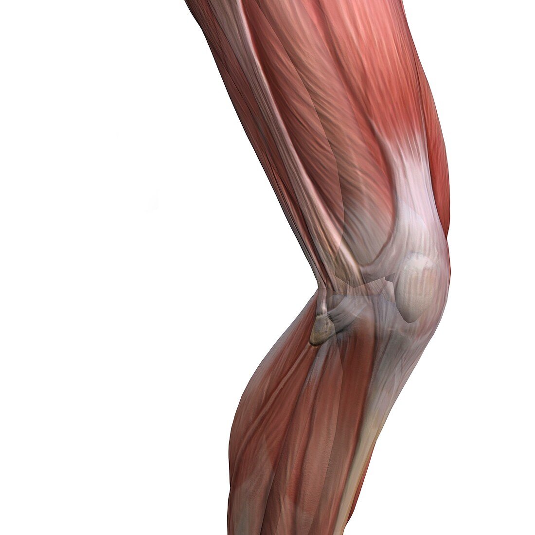Knee muscles and bones,artwork