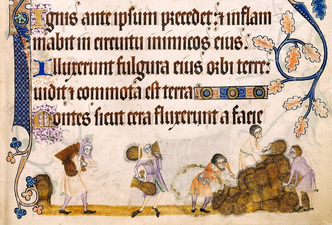 Medieval harvest,Luttrell Psalter