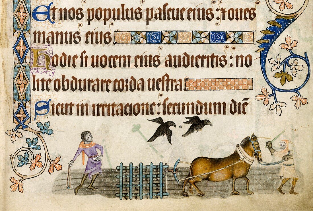 Medieval agriculture,Luttrell Psalter