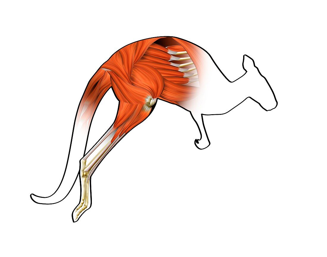Kangaroo muscle structure,artwork