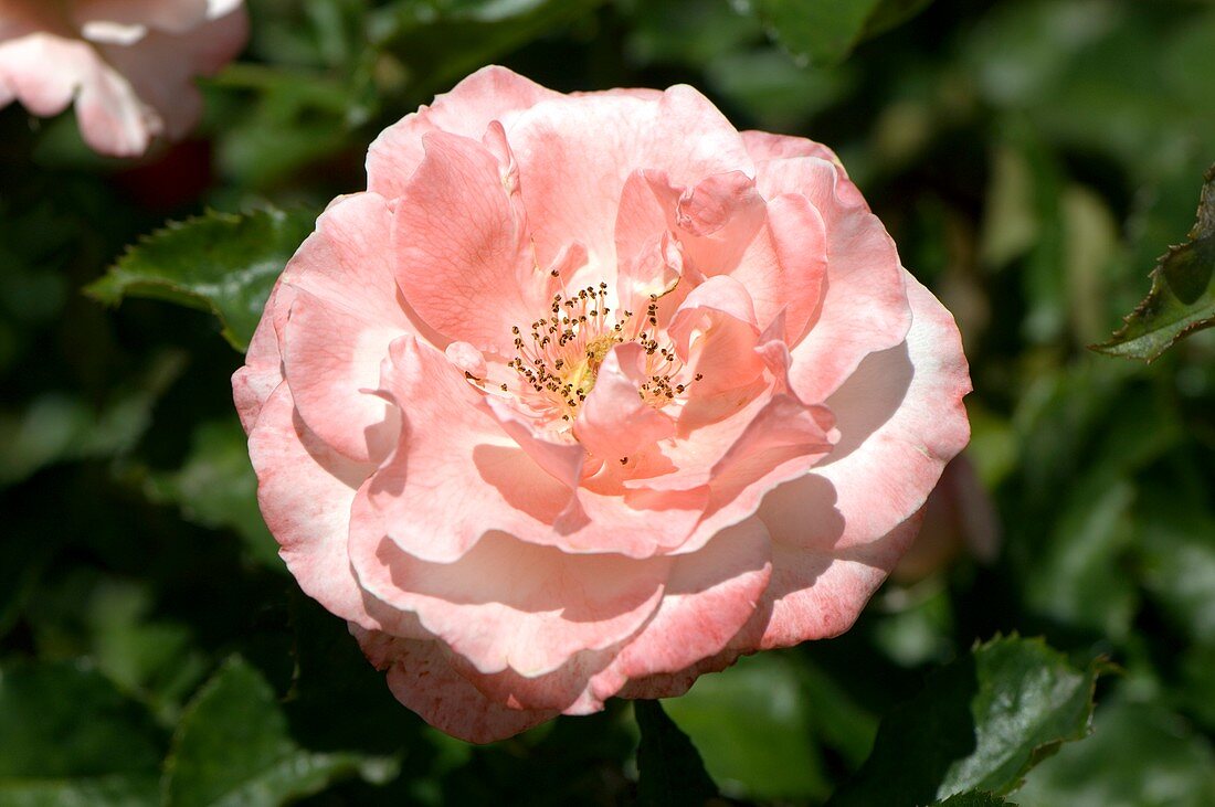 Rose (Rosa 'Mary McKillop')