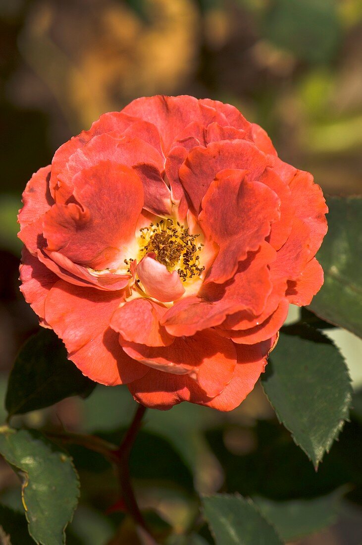 Rose (Rosa 'Victoriana')