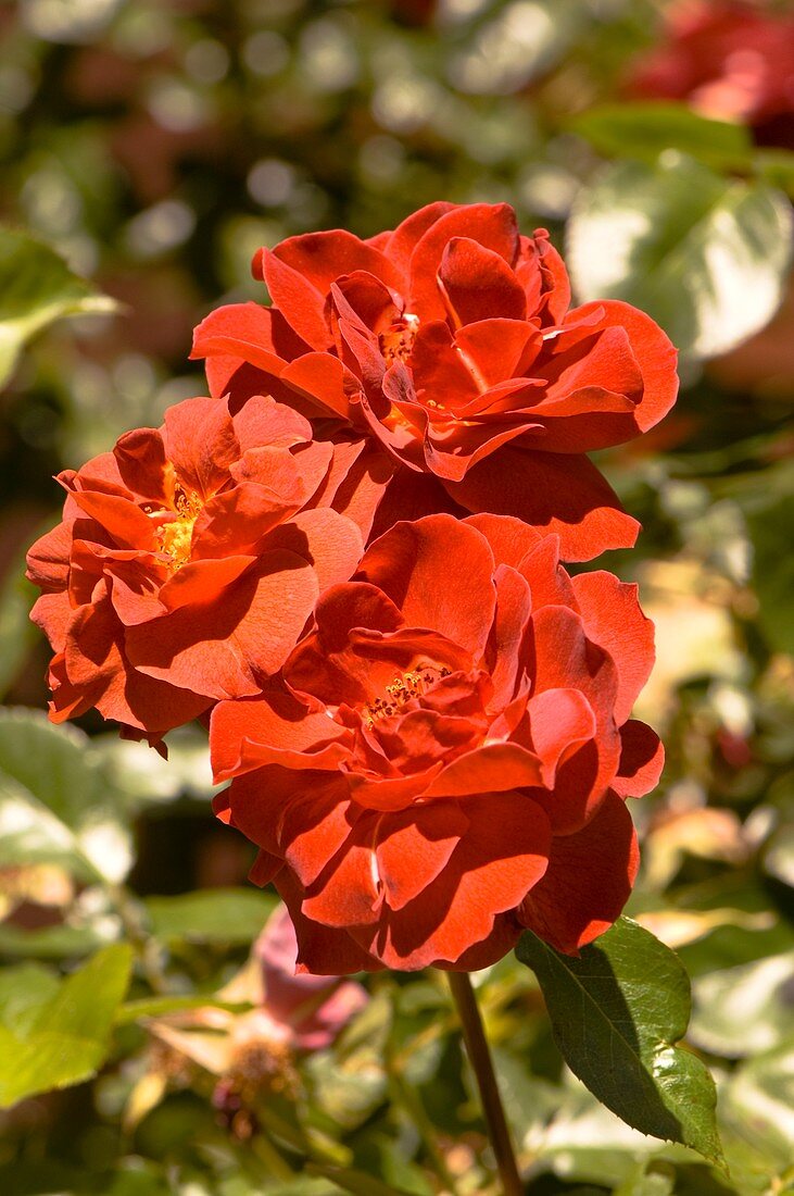Rose (Rosa 'Colourbreak')