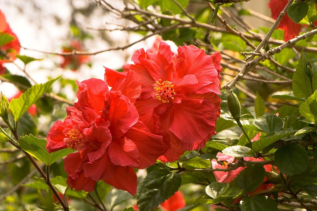 Hibiscus rosa-sinensis 'Double Red'