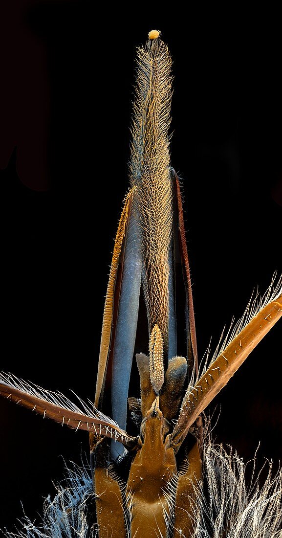 Honey bee mouthparts,SEM