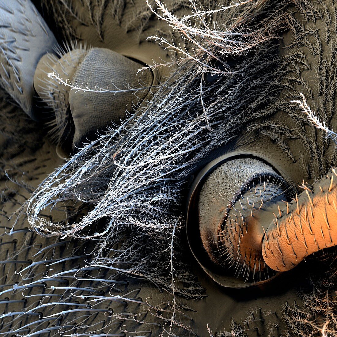 Honey bee antennae,SEM