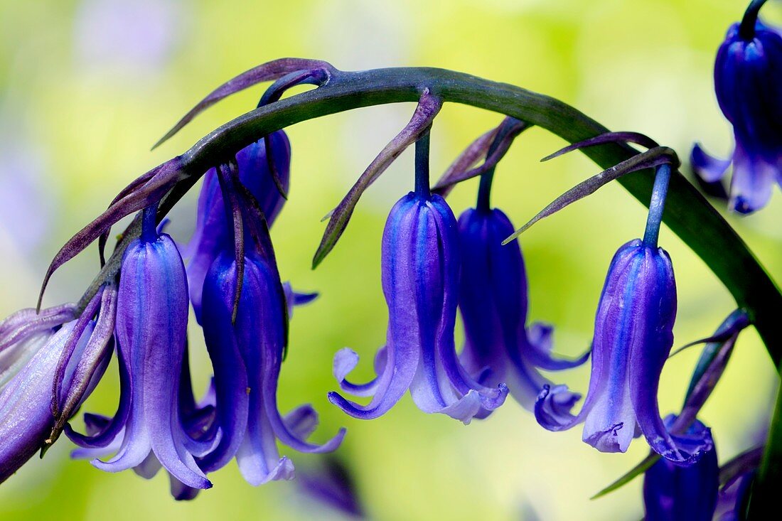 Bluebells (Hyacinthoides non-scripta)