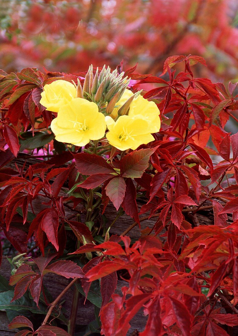 Oenothera sp. and Parthenocissus sp