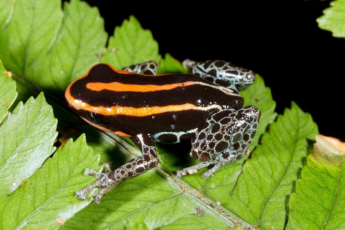 Reticulated poison frog