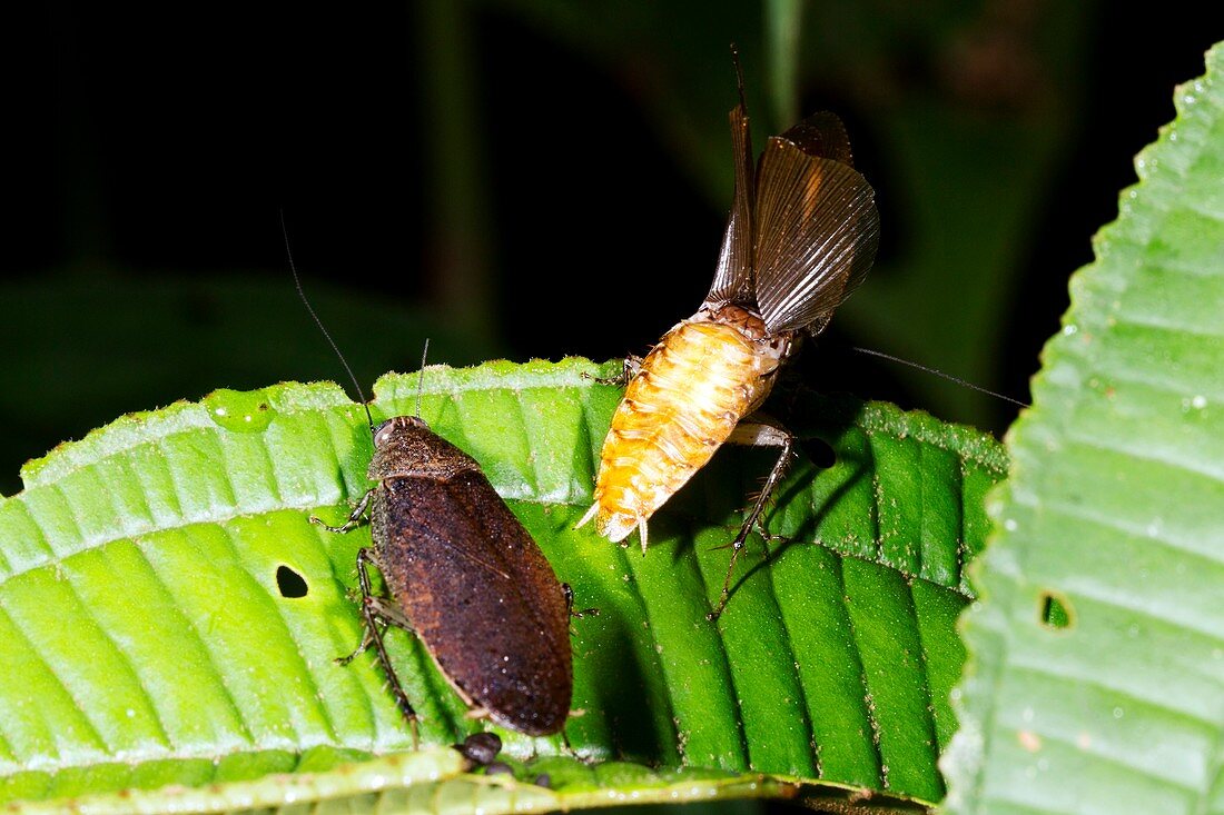 Cockroach courtship