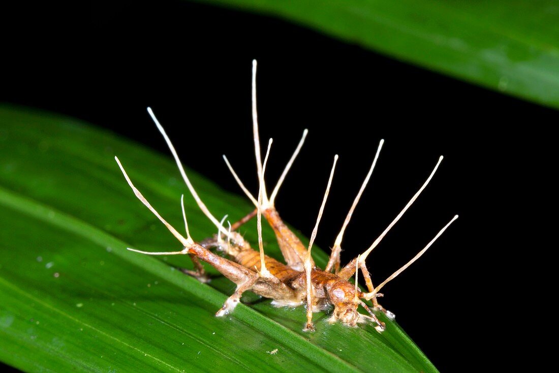 Parasitic fungus on a cricket