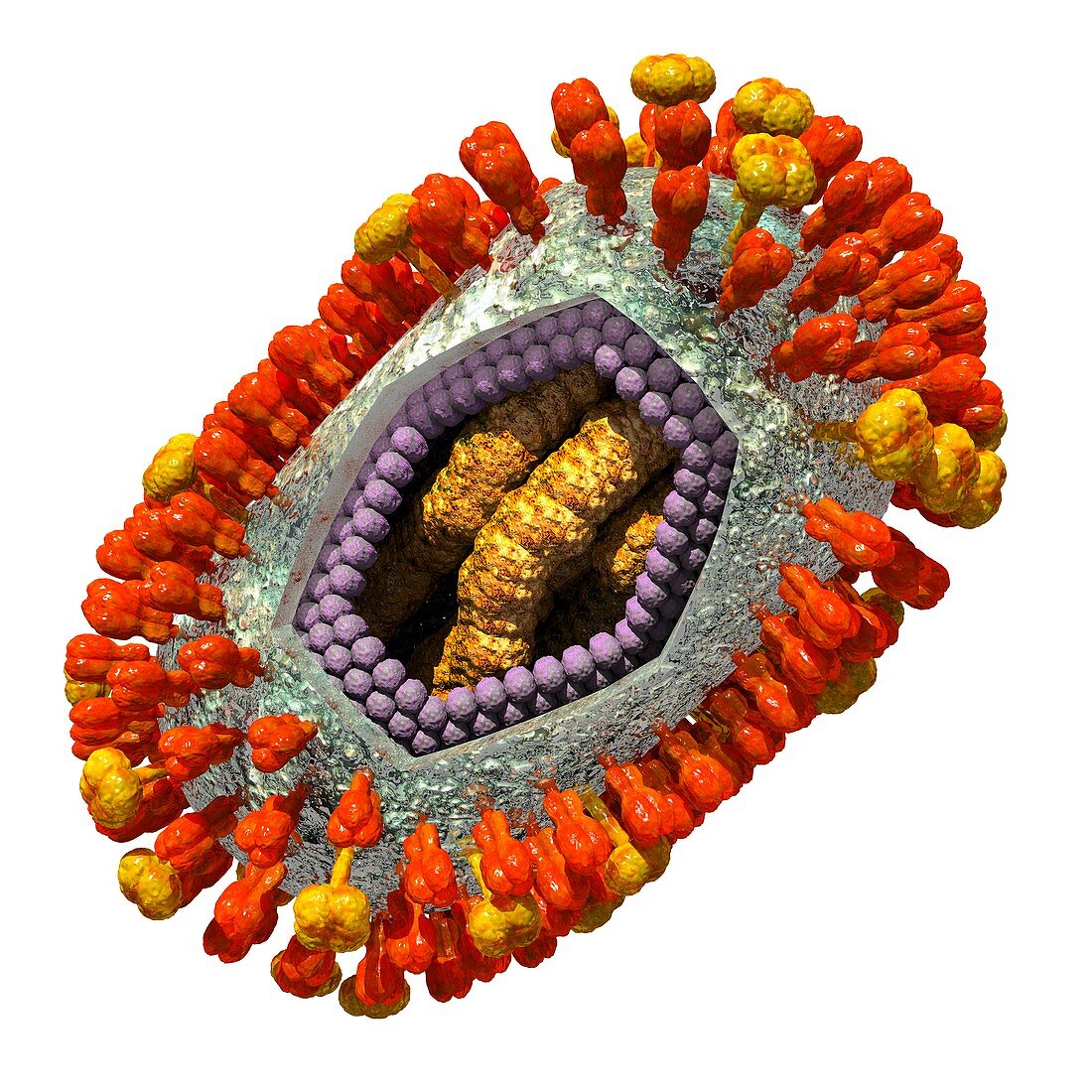 Influenza virus,artwork